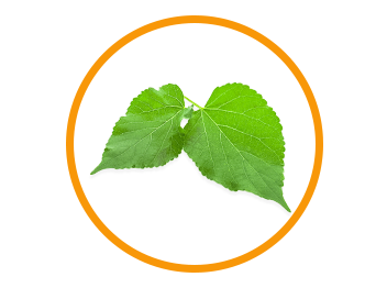 Morning Fresh Anti- Hangover Cure And Liver Protection Pop Sachet Orange Flavor, Size 3 Sachets In 1 Box | Boosts Hydration | Reduces Hangovers | Effervescent Mix With Vitamin-c, Mulberry Leaf Extract & Proteins | No Caffeine & Sugar