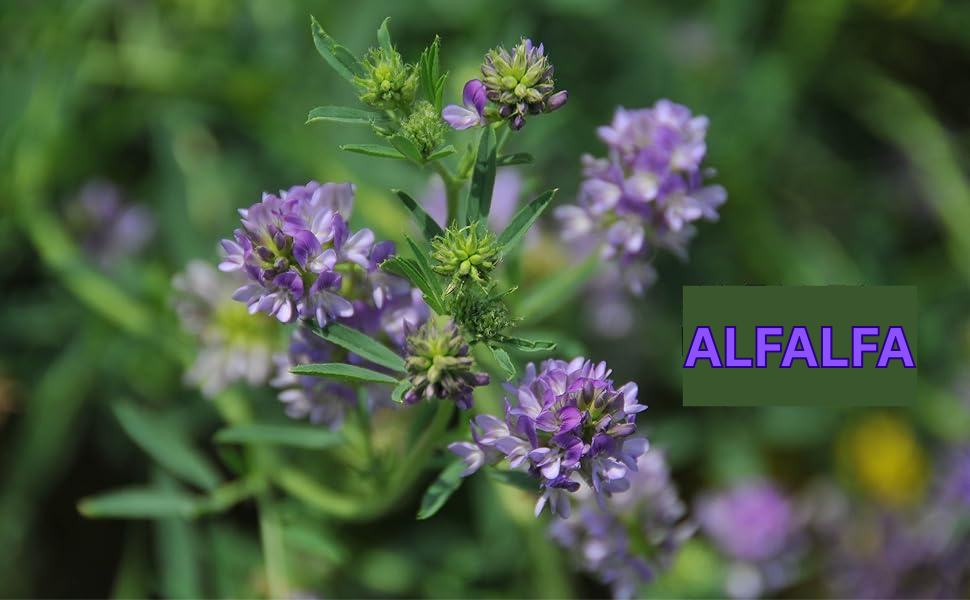Herbal Hills Alfalfa Tablets 120 Capsules