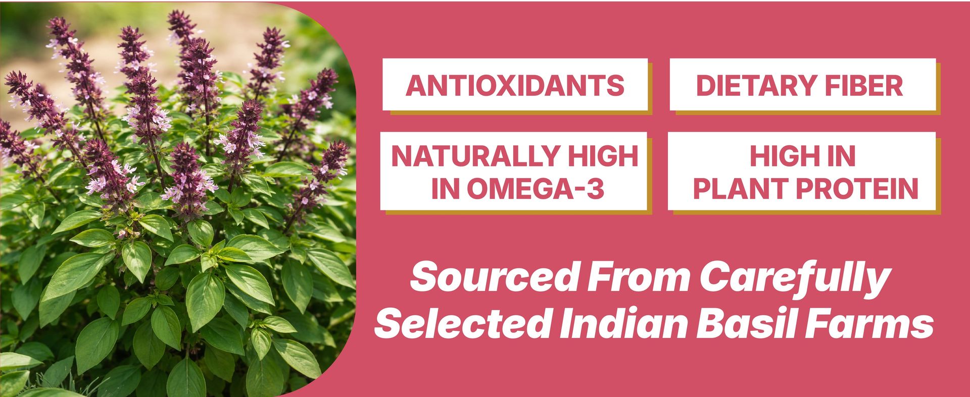 Soan Organic Basil Seeds 300g | Freshly Packed | Sabja Seeds | Falooda Seeds (Tukmaria Beej) | Reduce Body Heat & Improve Digestion | High Fibre + Omega-3 | Low-Calorie Superfood for Weight Management | Tulsi Seed