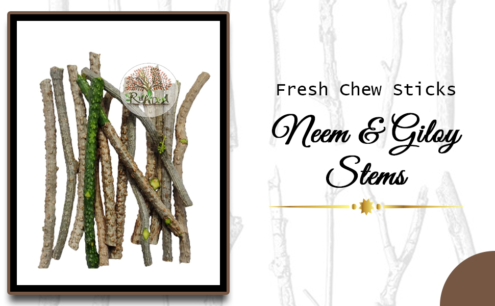 Fresh Neem Giloy Sticks (100-Inch Long) – Premium Fresh Guduchi Stems for Immunity Booster & Ayurvedic Wellness – Handpicked Natural Tinospora Cordifolia