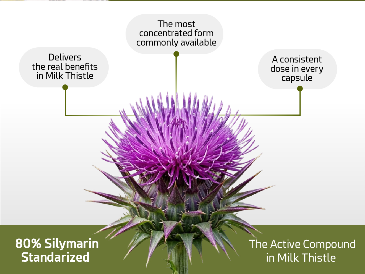 FürstenMED Milk Thistle with Artichoke Extract, Dandelion Root & Choline - Normal Liver Health Supplement - Highly Dosed with 80% Silymarin - Vegan Liver Support - 120 Non-GMO Capsule