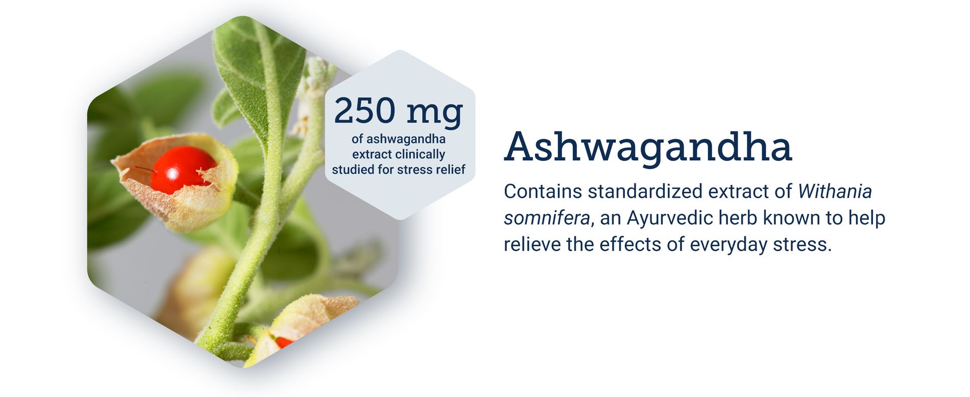 Life Extension Optimized Ashwagandha, Stress Support, 60 Capsules