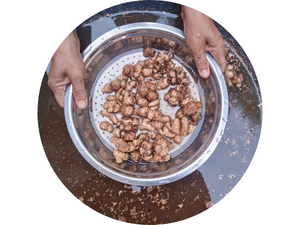 Indiana Organic Black Ginger Herbal Powder (Kaempferia parviflora) – 100% Pure Natural Botanical Ingredient | 100g | Sourced from Nagaland | No Additives | In-House Processed