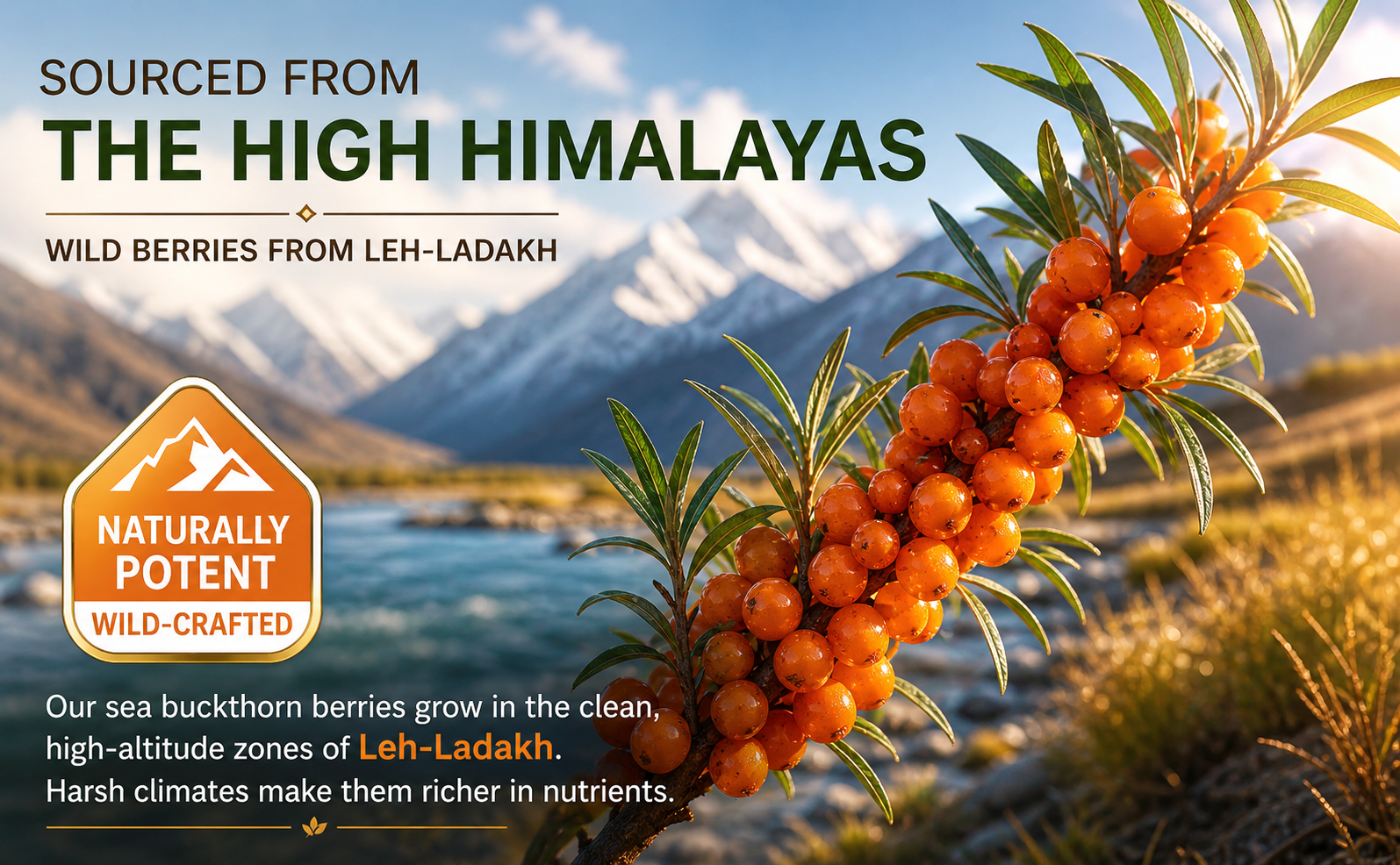 Naturavest Himalayan Sea Buckthorn Pulp – 100% Pure, Unfiltered & Cold-Pressed | Immunity Boost, Skin Glow, Omega 3-6-7-9 | Natural Superfruit pulp – No Sugar, Plant Based, Non GMO (Pack of 1)300ml