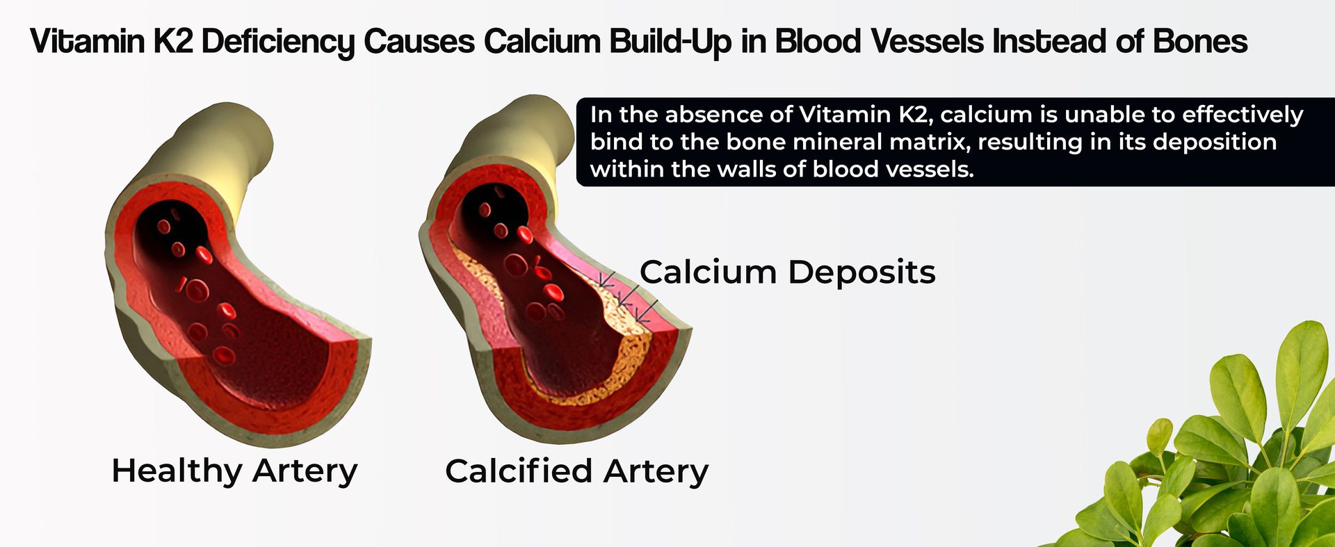 Health Veda Organics Vitamin K2 55 mcg Supplement for the Bone Health Support for Both Men and Women | 120 Vegan Capsules Pack