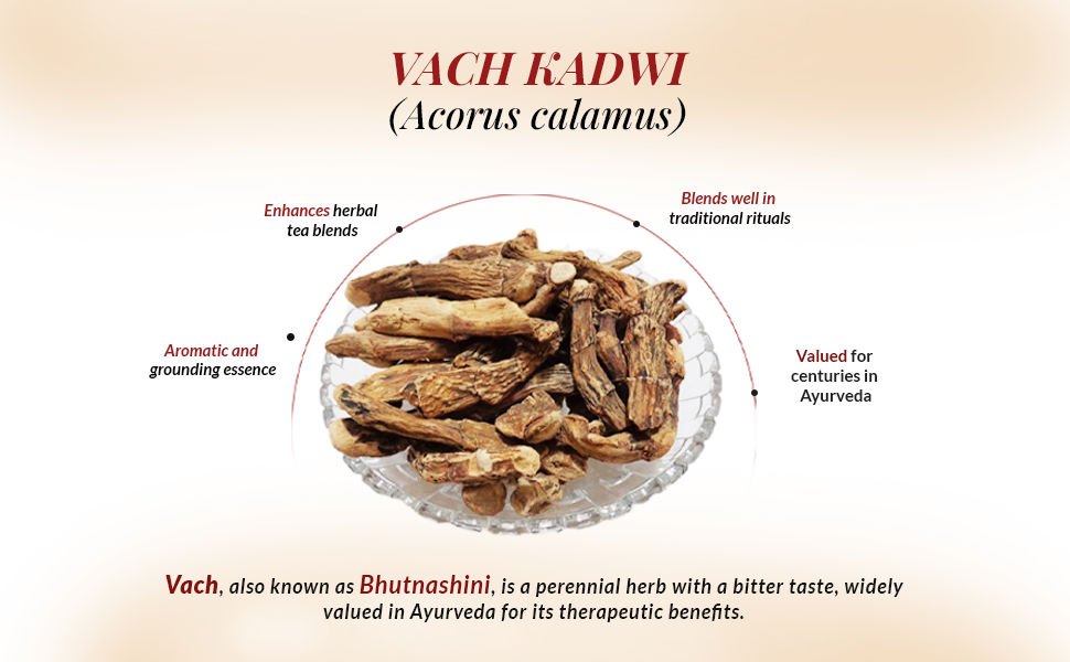 Vach Root Acorus Calamus 100g | Whole Vacha Bach Vasambu Sticks Natural Dried Sweet Flag Root Traditional Ayurvedic Herb Raw Jadi Buti for Home Use