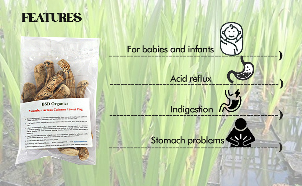 BSD Organics Vasambu/Vacha/Acrous Calamus/Sweet Flag - 50 gms