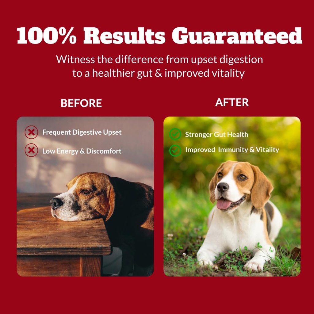 probiotics-for-dogs-cats-probiotic-for-s-4.jpg