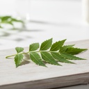 organic-neem-leaves-powder-no-added-pres-6.jpg