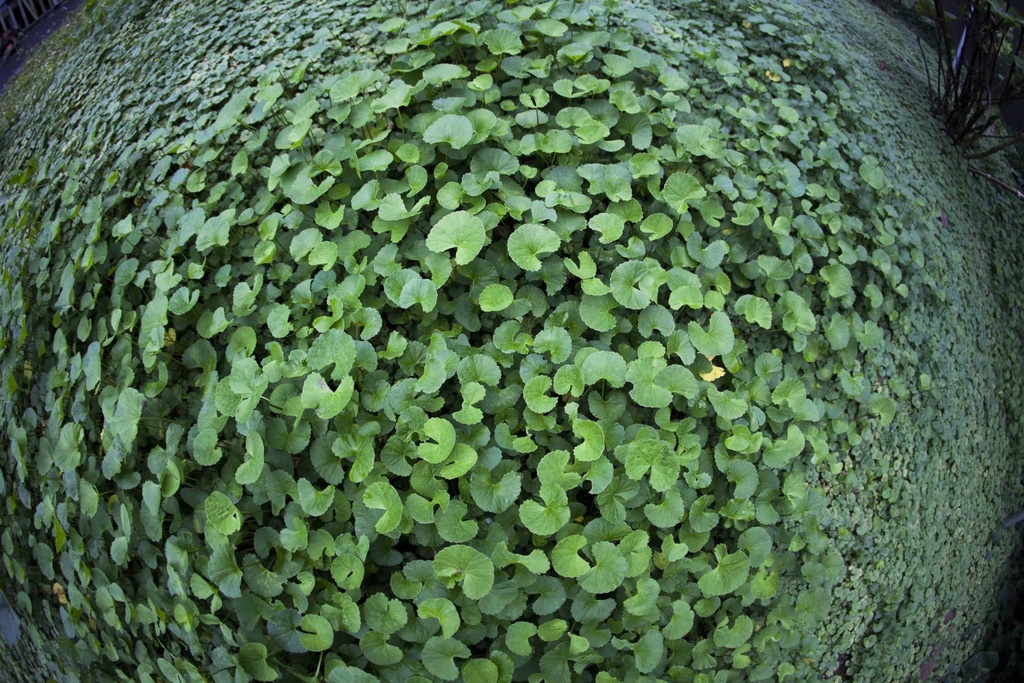 organic-gotu-kola-tea-brahmi-leaf-plus-m-6.jpg