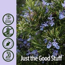 nature-s-answer-rosemary-leaf-with-organ-5.jpg