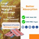 oligo-fucoidan-capsules-oncofuco-doctor--5.jpg