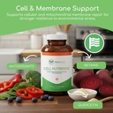 cell-nutrients-promotes-cell-and-membran-3.jpg