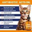 antibiotics-for-cats-in-drops-at-respira-3.jpg