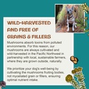 mycodog-turkey-tail-mushroom-for-dogs-im-6.jpg