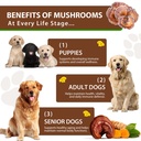 turkey-tail-mushroom-for-dogs-mushroom-b-6.jpg