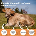 grass-fed-ox-bile-extract-1000mg-bile-sa-3.jpg