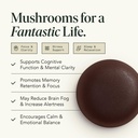 fantastic-fungi-organic-mushroom-gummies-2.jpg