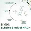 nmn-supplement-nicotinamide-mononucleoti-6.jpg