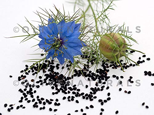 black-seed-bitters-with-moringa-3-x-16-o-3.jpg