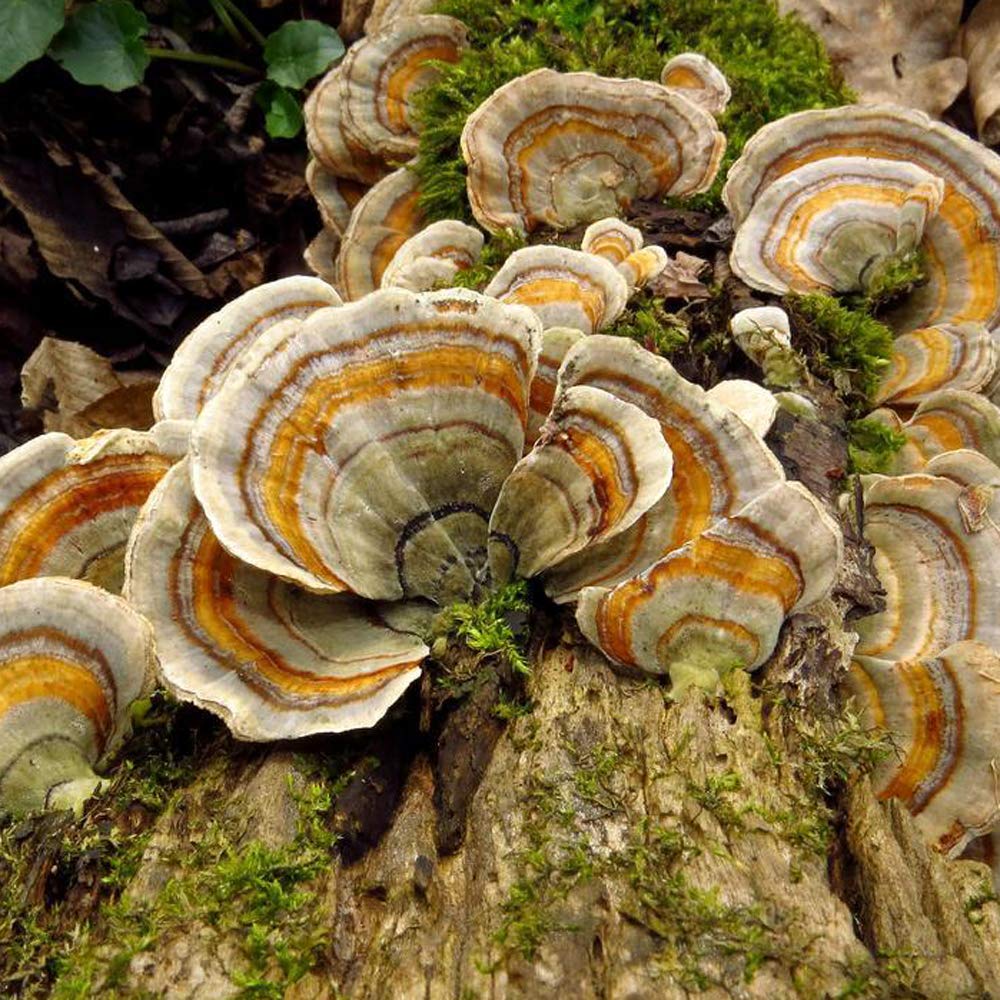 liquid-fungi-florida-grey-oyster-mushroo-6.jpg