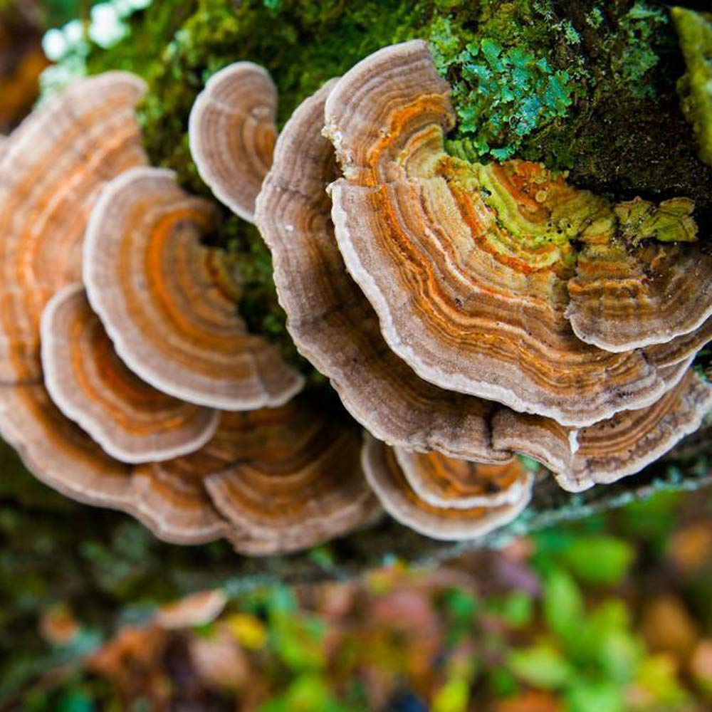 liquid-fungi-florida-grey-oyster-mushroo-4.jpg