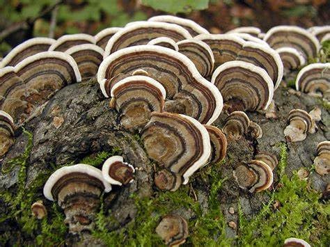 liquid-fungi-florida-grey-oyster-mushroo-5.jpg