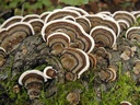liquid-fungi-florida-grey-oyster-mushroo-5.jpg