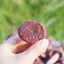 russula-mushroom-red-mushroom-russula-sp-4.jpg