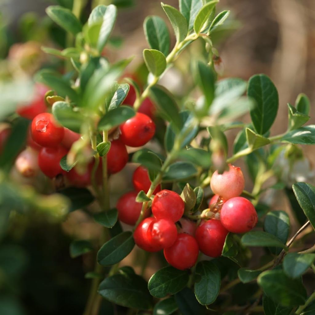 earthborn-elements-cranberry-extract-200-6.jpg