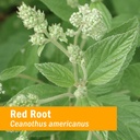 herb-pharm-red-root-liquid-extract-drops-2.jpg