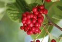 dragon-herbs-schizandra-capsules-100-cap-2.jpg