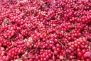 dragon-herbs-schizandra-capsules-100-cap-3.jpg