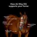 mvp-air-way-eq-supports-healthy-lung-fun-5.jpg