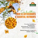 biosash-sea-buckthorn-juice-with-moringa-81EMDmWGqZL.jpg