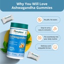 himalaya-ksm-66-ashwagandha-gummies-help-71Pys9O-saL.jpg