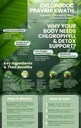 chlorodoc-ras-pravahi-kwath-ayurvedic-da-8138YXZTtxL.jpg