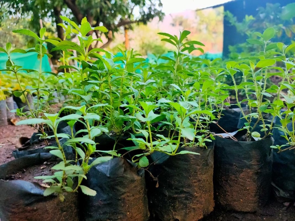natural-sweet-tulsi-plant-live-qualified-71fZ8vnQwML.jpg
