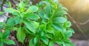 natural-sweet-tulsi-plant-live-qualified-51QKuBpKTDL.jpg