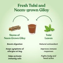 kapiva-wild-tulsi-giloy-1l-kapiva-wild-a-61HBWJxq2GL.jpg