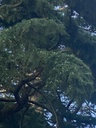 nandadevi-naturals-himalayan-cedar-pine--61PFMtdFpEL.jpg