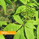 herb-pharm-eleuthero-root-liquid-glyceri-2.jpg