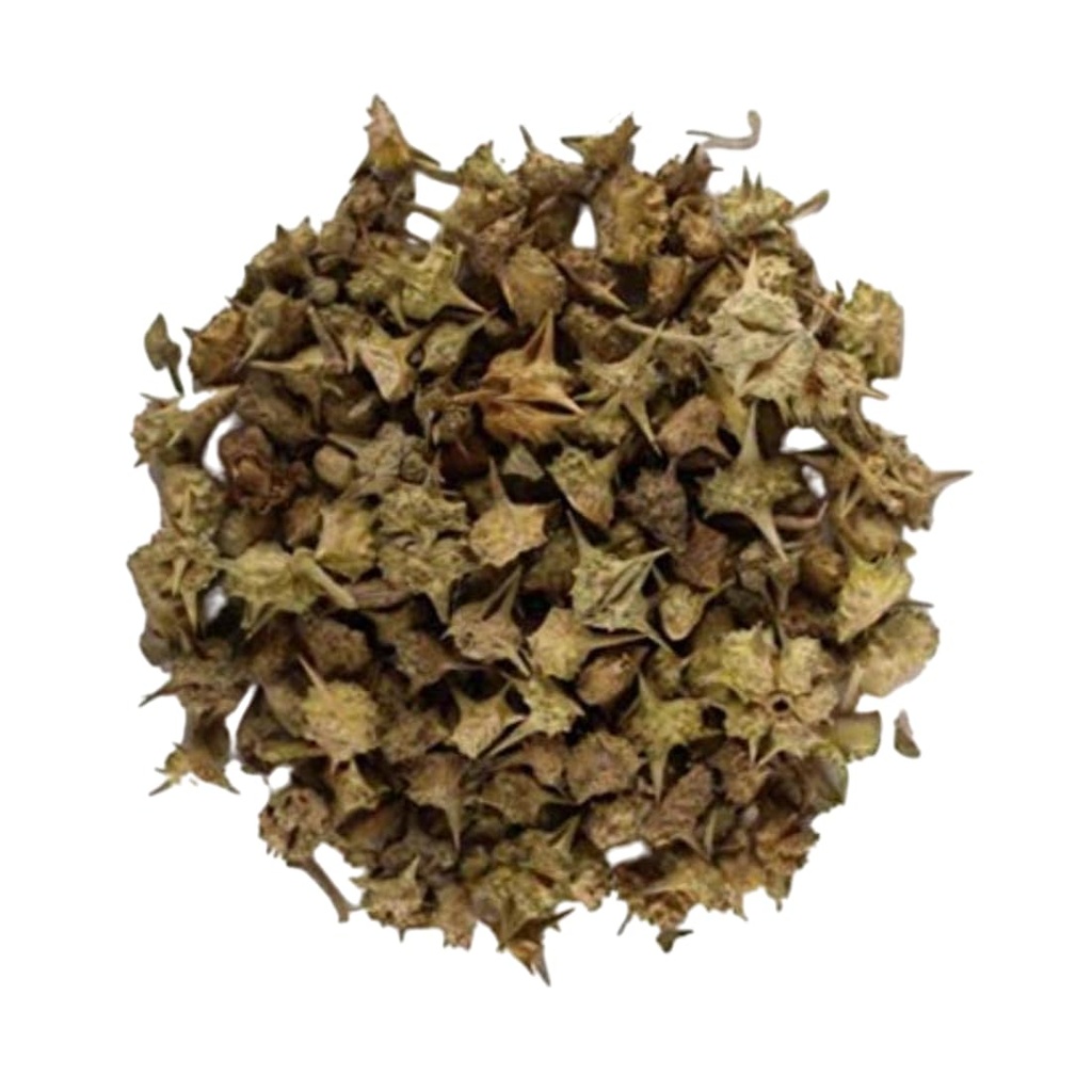 trh-gokhru-bada-pedalium-murex-large-cal-615CiY5+F2L.jpg