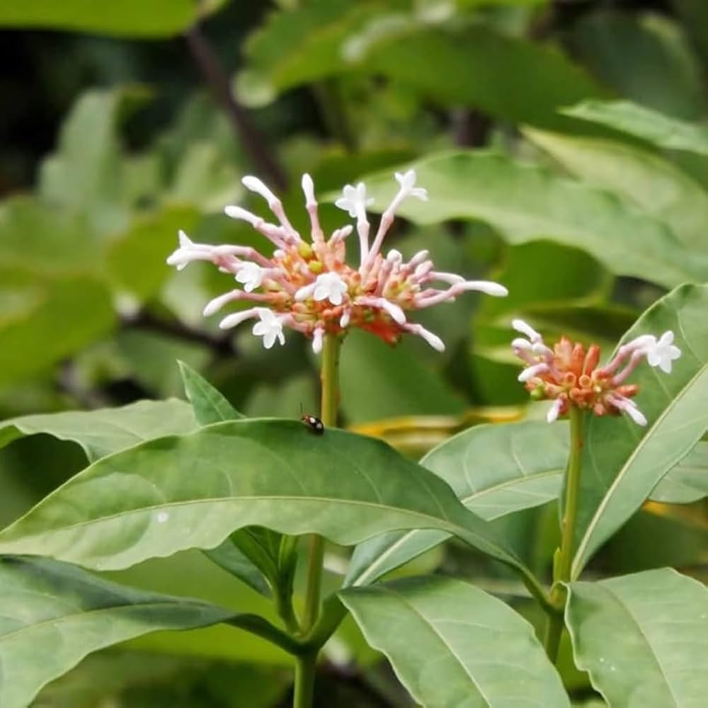 sarpagandha-plant-original-pack-of-1-61HYcf1edtL.jpg