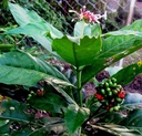 sarpagandha-plant-original-pack-of-1-61vNpjYJXaL.jpg