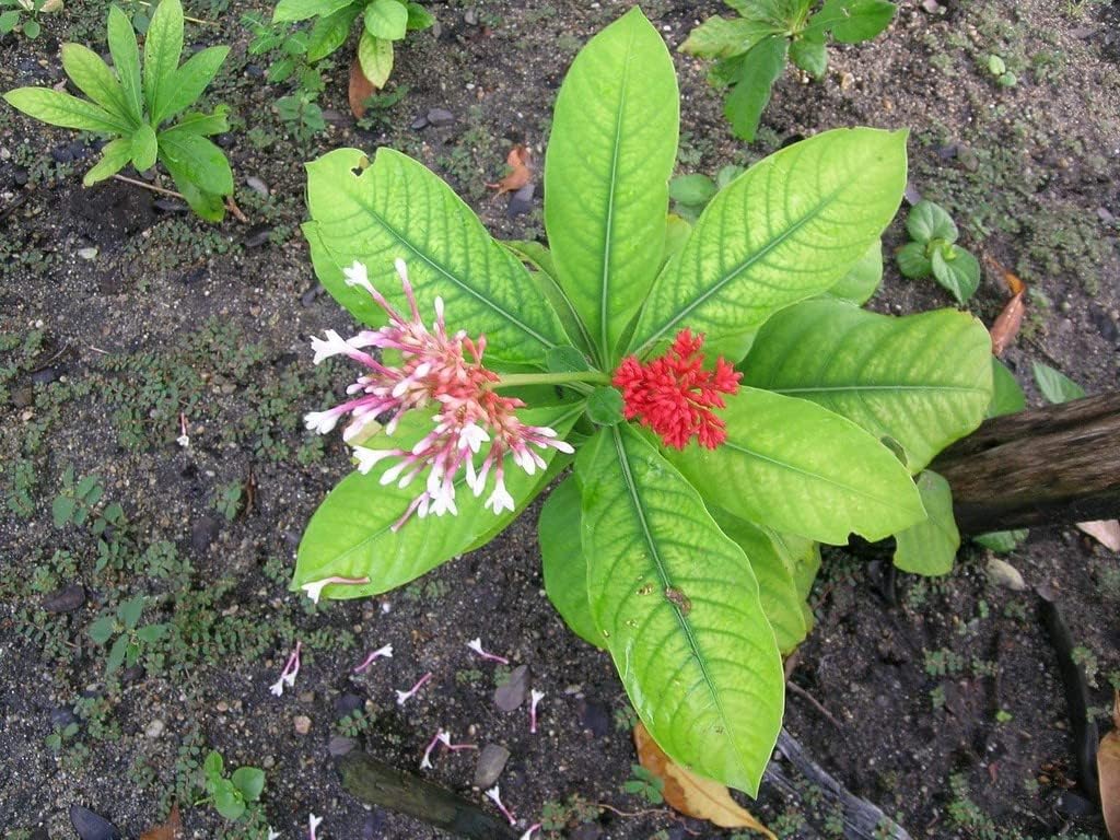 sarpagandha-plant-original-pack-of-1-71pzWiduOGL.jpg