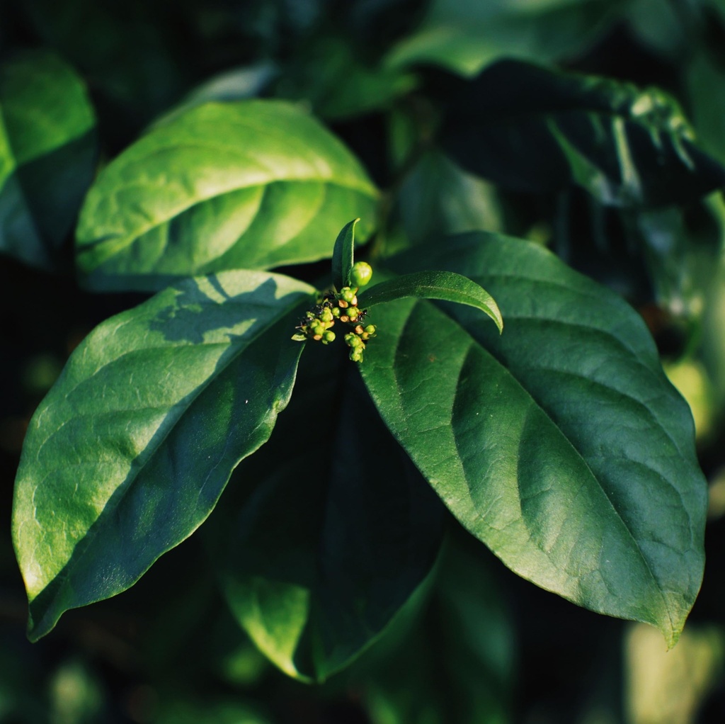 live-gurmar-plant-live-gymnema-sylvestre-81gi+XiT3yL.jpg