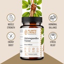plants-petals-ashwagandha-tablets-60-tab-81Cj9FJwzaL.jpg