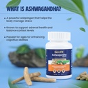 geofit-ashwagandha-tablets-for-immunity--71sYBwOpaOL.jpg