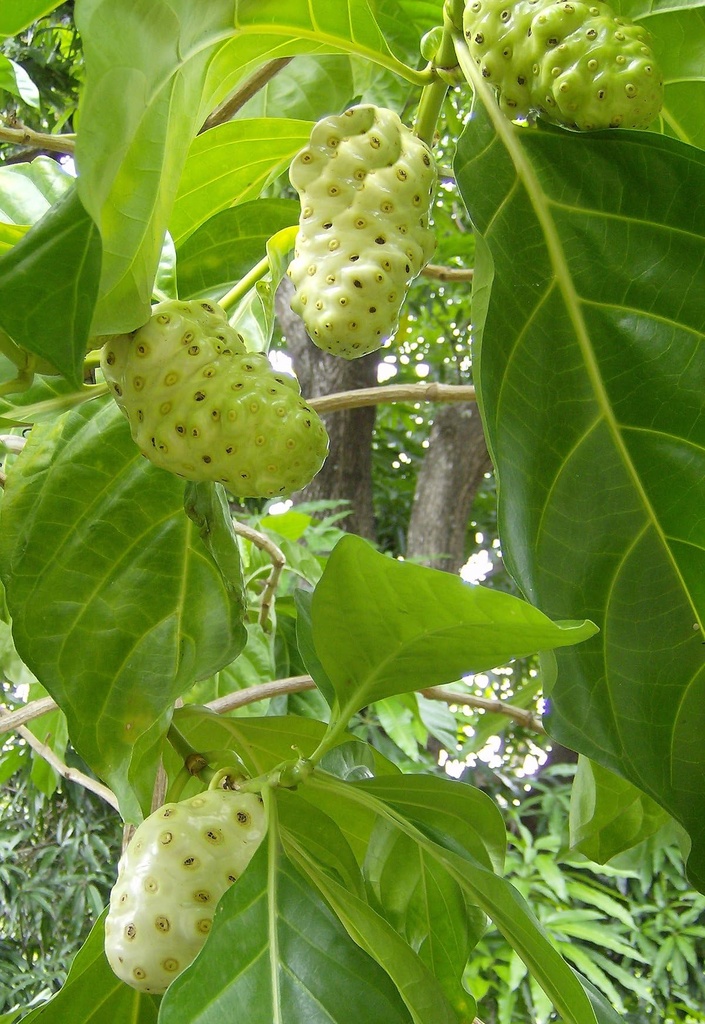 noni-fruit-powder-morinda-citrifolia-vit-81HdpldP8gL.jpg